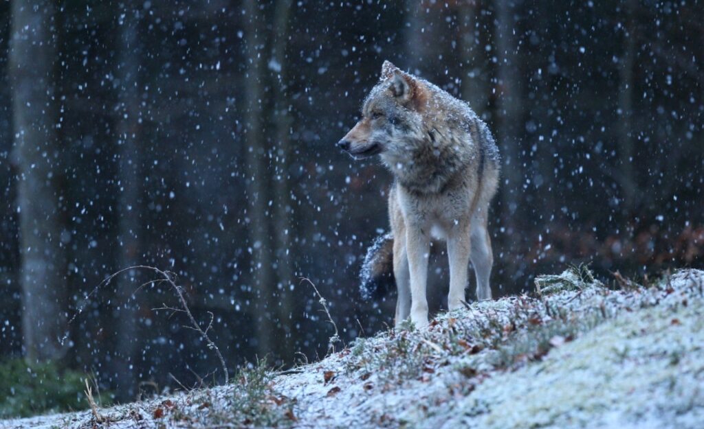 Dwie sylwetki wilków uchwycone przez nocną kamerę – czy osiedliły się w naszym regionie?
